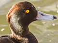 Red-crested Pochard x Tufted Duck hybrid